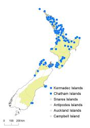 Trichomanes endlicherianum distribution map based on databased records at AK, CHR, OTA and WELT. 
 Image: K. Boardman © Landcare Research 2016 CC BY 3.0 NZ